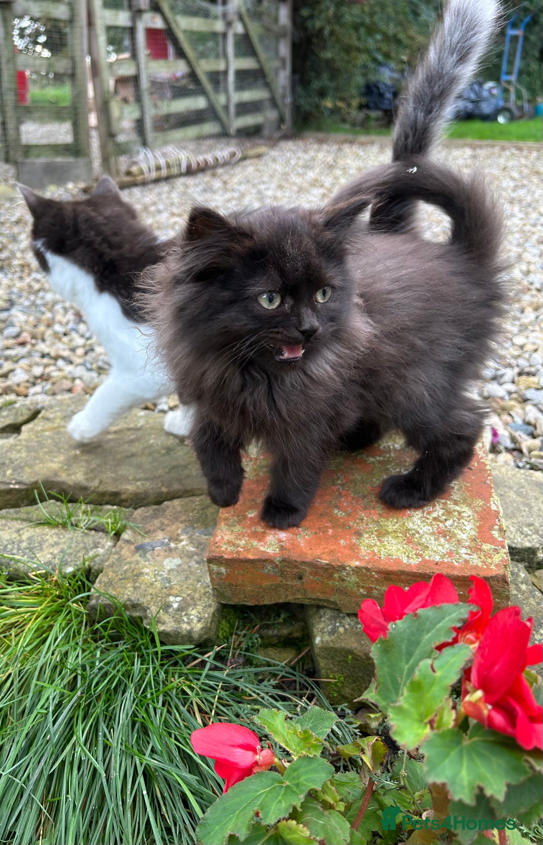 Turkish Van cats for sale: Beautiful kittens ready for loving new homes - Image 15