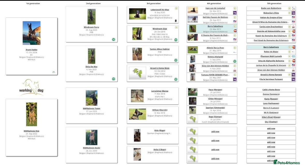 Belgian Shepherd Dog dogs Belgian Malinois Puppies  - Advert 2