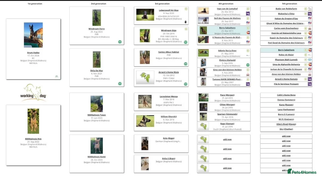 Belgian Shepherd Dog dogs for sale: Belgian Malinois Puppies  - Advert 1