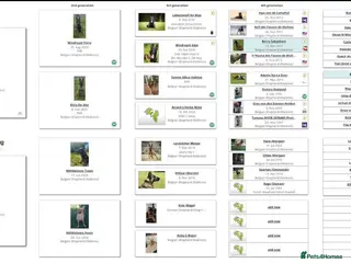 Belgian Shepherd Dog dogs Belgian Malinois Puppies - Advert 2