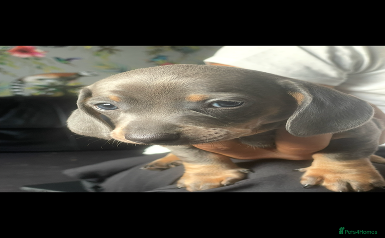 Miniature Dachshund dogs - Advert 15