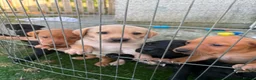 Labrador Retriever dogs for sale: Beautiful Chunky Labrador Puppies in Caernarfon - Advert 11