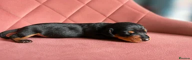 Miniature Dachshund Puppy 4