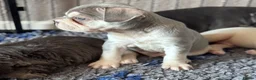French Bulldog dogs for sale: Adorable fluffy frenchies - Advert 13