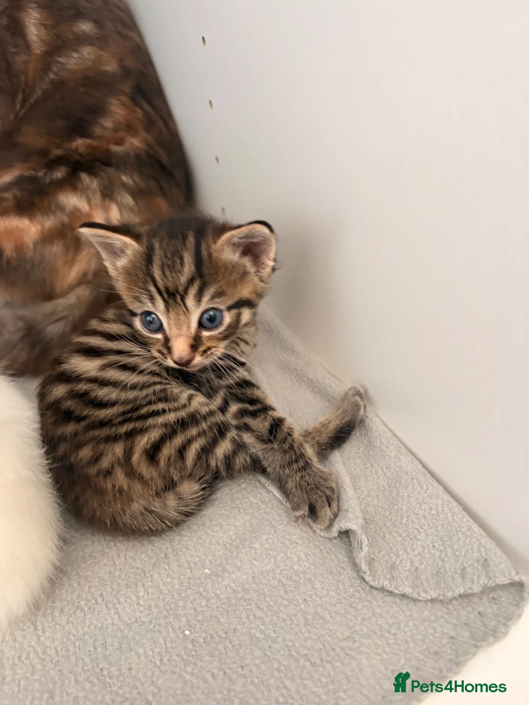 Ragdoll cats for sale: 4 beautiful half ragdoll kittens  - Advert 2