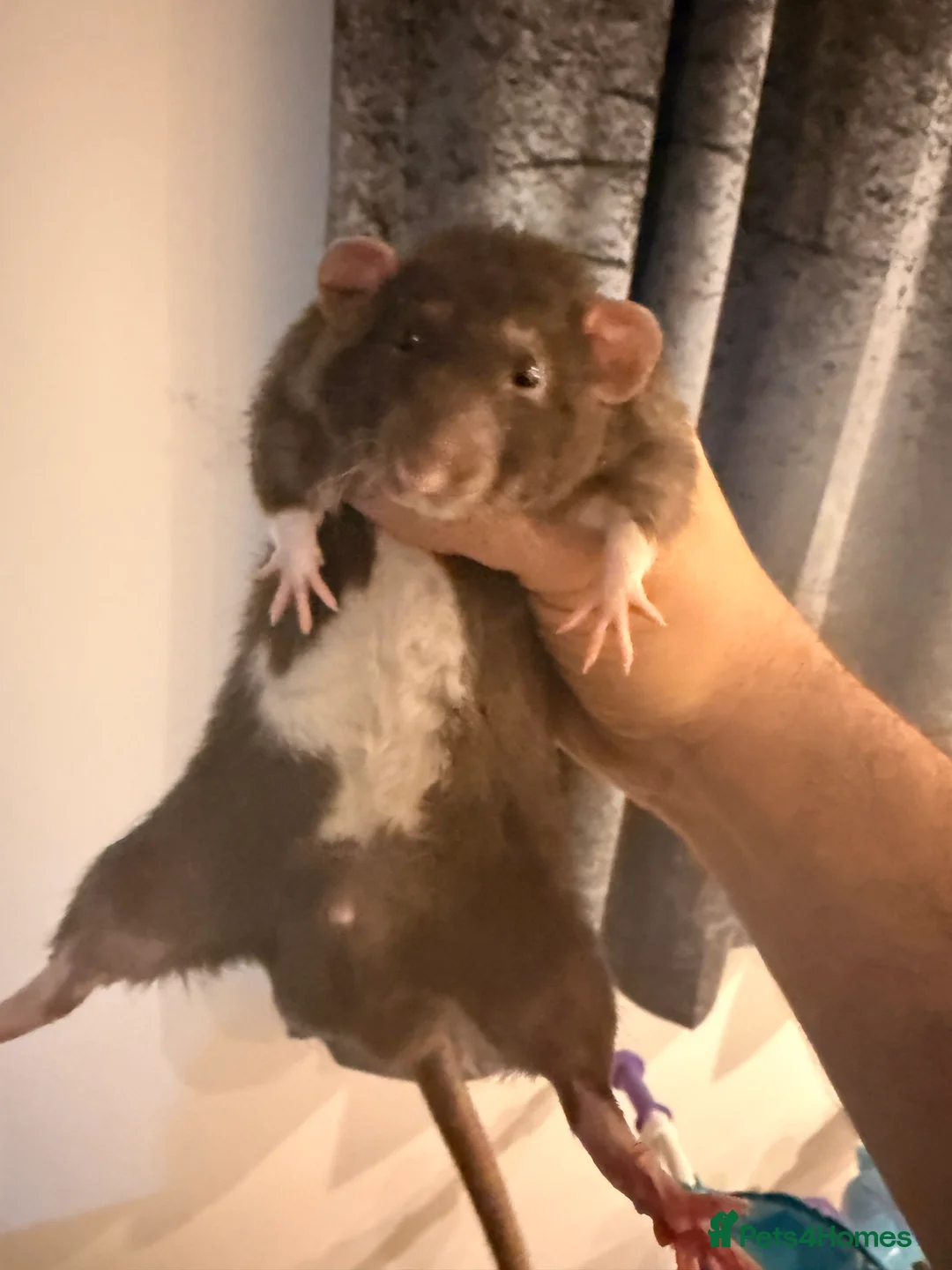 Rat rodents for sale: Rat for rehoming  - Advert 1