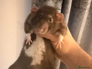 Rat rodents Rat for rehoming - Advert 1