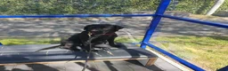 Labrador Retriever dogs for sale: Black Labrador Puppies  - Advert 14