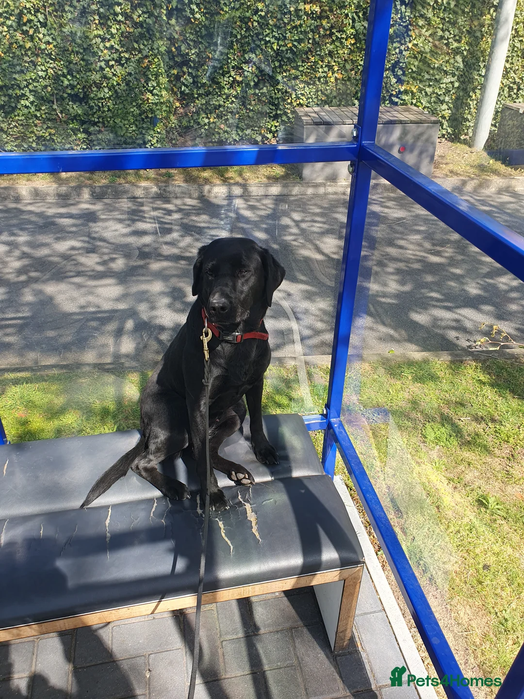 Labrador Retriever dogs for sale: Black Labrador Puppies  - Advert 14