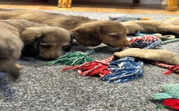 Miniature Dachshund dogs for sale: Gorgeous shaded cream pups - Image 24