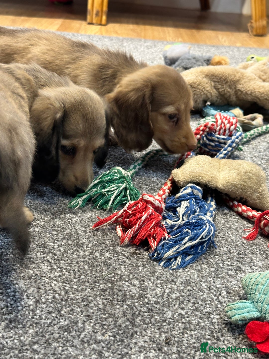 Miniature Dachshund dogs for sale: Gorgeous shaded cream pups - Image 24