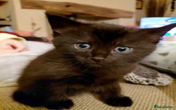 Maine Coon cats for sale: Fluffy shiny half maine coon - Image 4