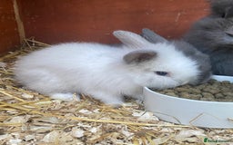 Lionhead rabbits for sale: lionheads for sale, ONE LEFT   in Holsworthy - Image 8