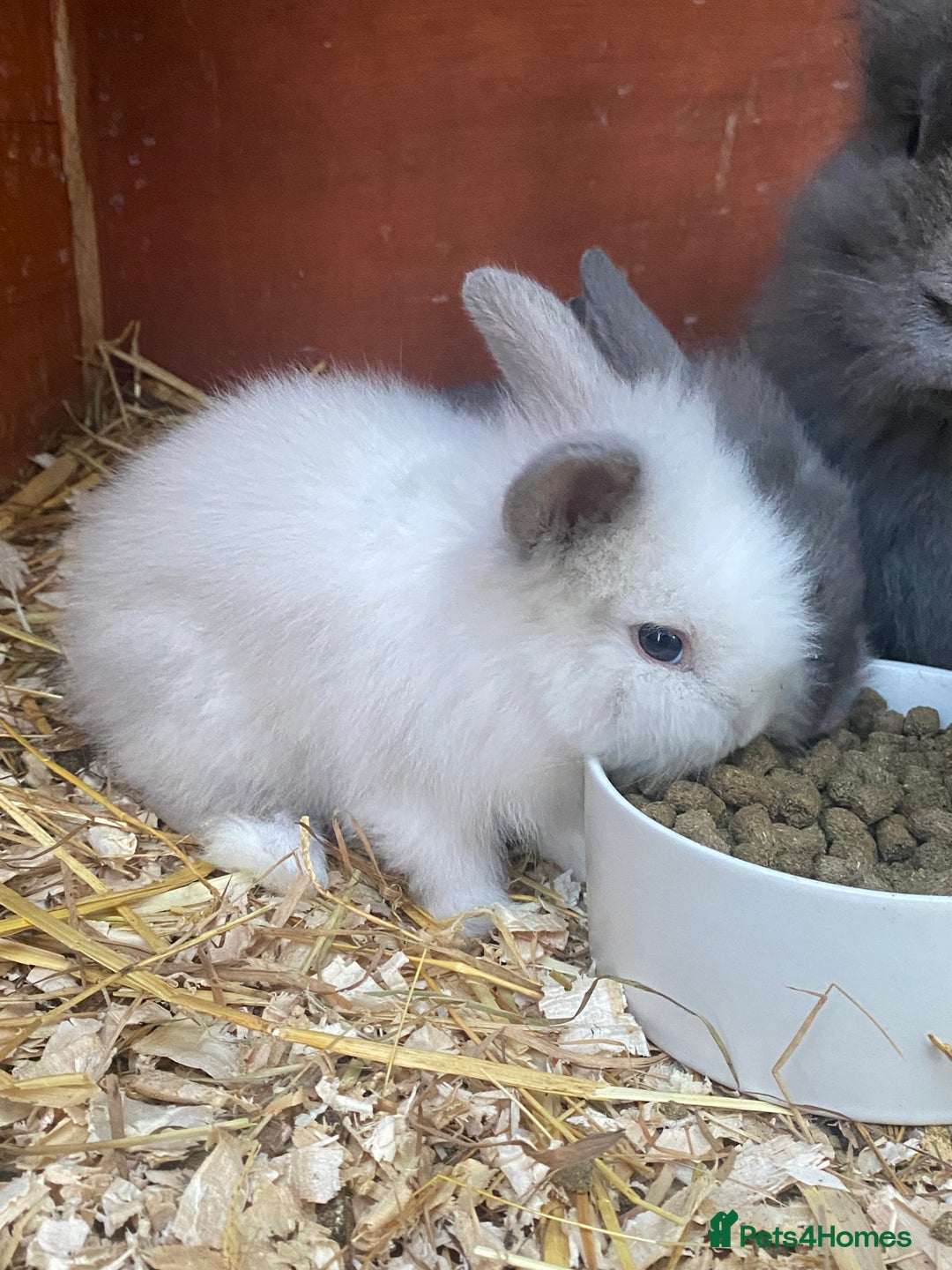 Lionhead rabbits for sale: lionheads for sale, ONE LEFT   in Holsworthy - Image 8