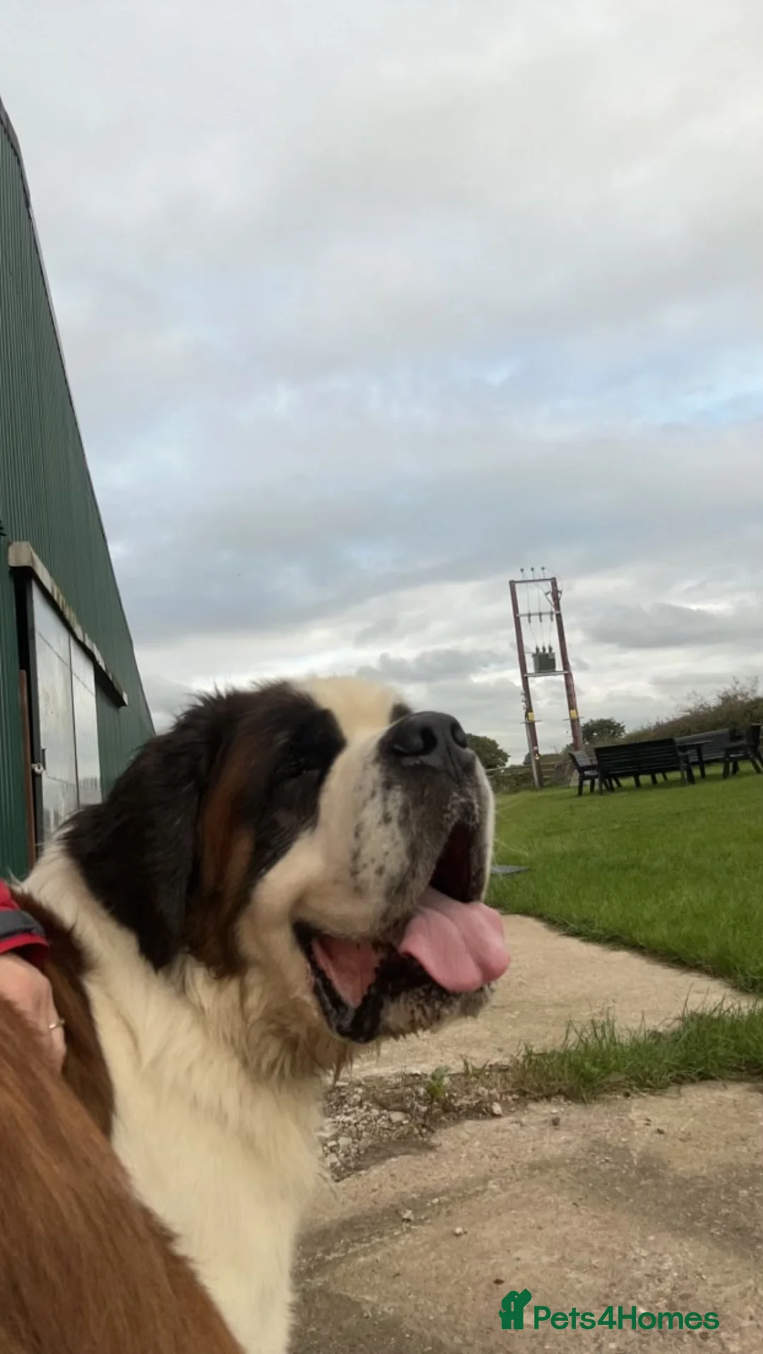 Saint Bernard dogs for stud: KC reg Big strong fluffy boy up for STUD (PROVEN) in Uttoxeter - Advert 7