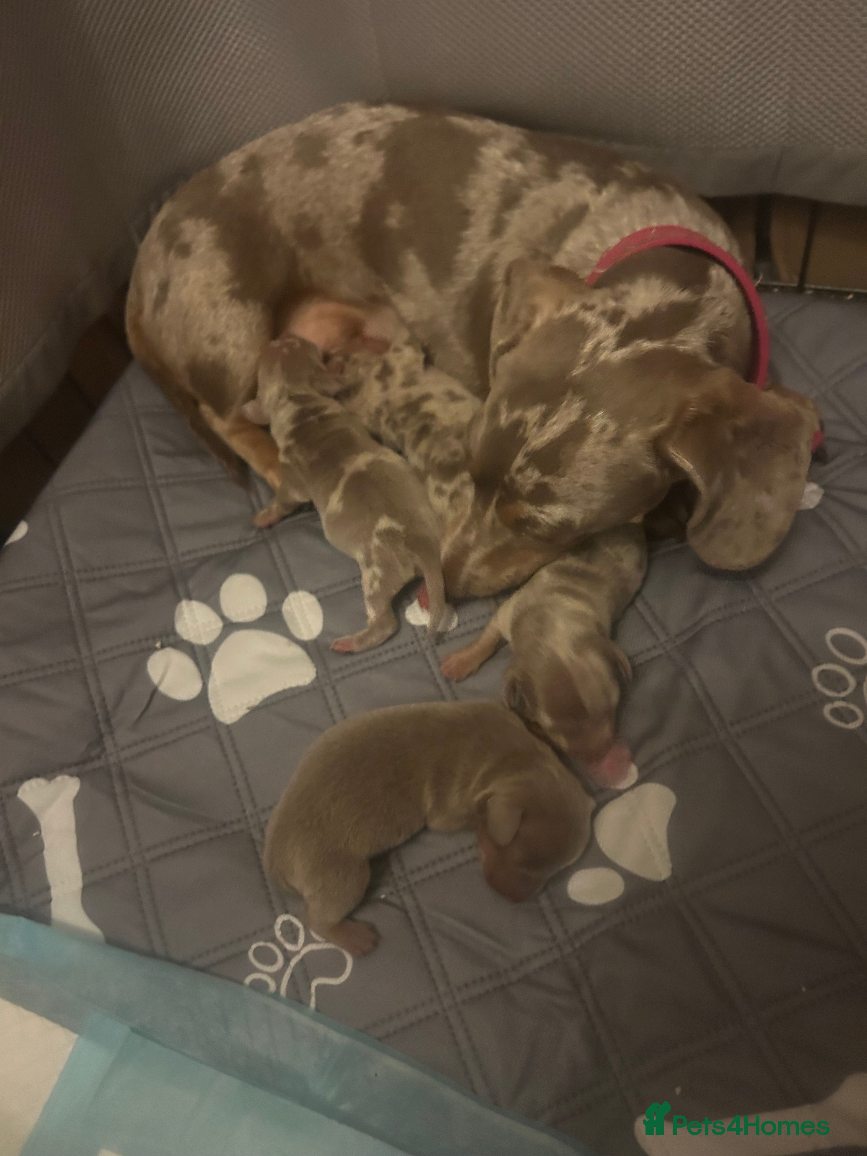 Miniature Dachshund dogs Isabella dapple Miniature dachshund  - Advert 2