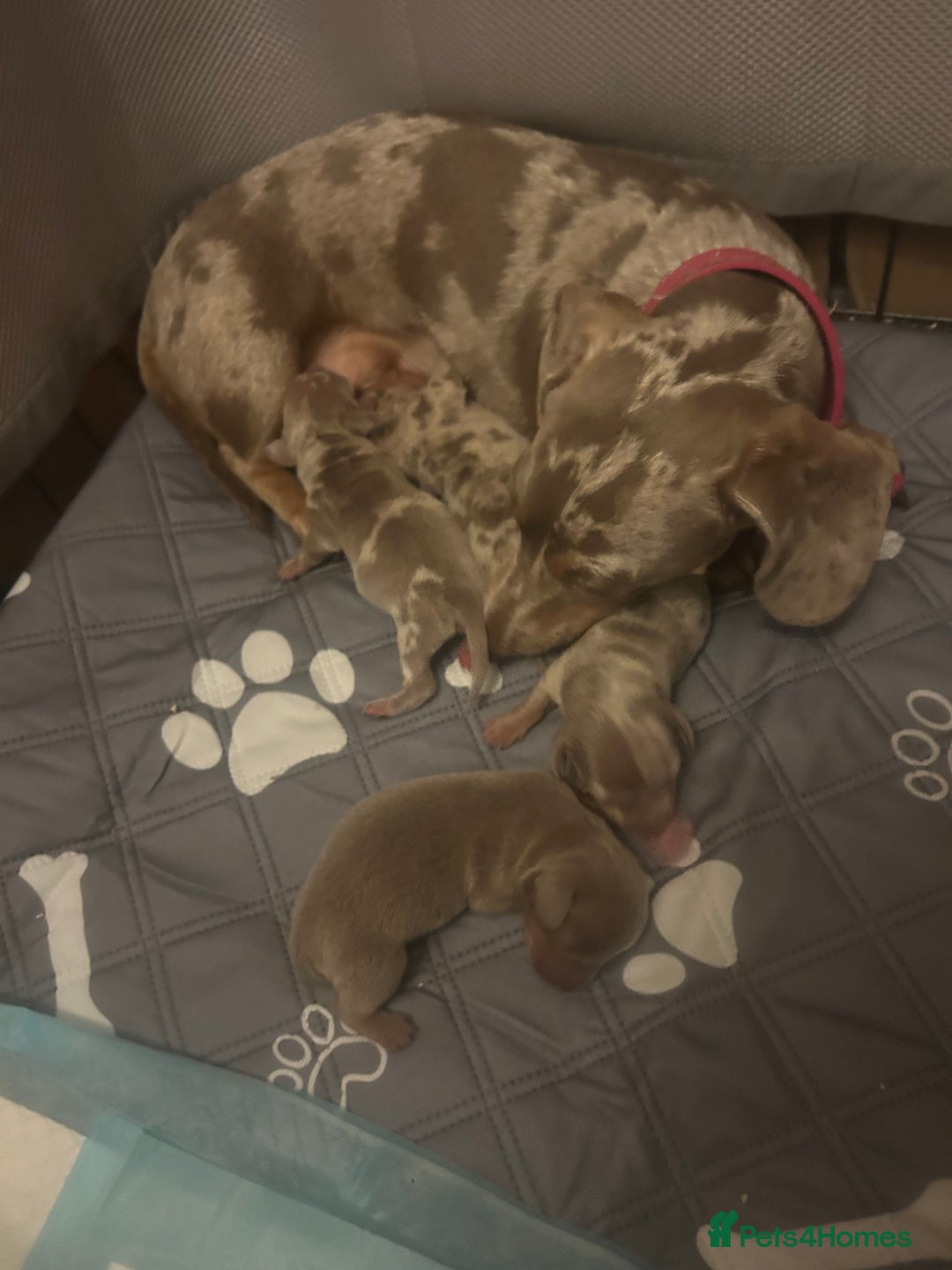 Miniature Dachshund dogs for sale: Isabella dapple Miniature dachshund  - Advert 1