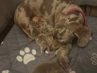 Miniature Dachshund dogs Isabella dapple Miniature dachshund - Advert 1