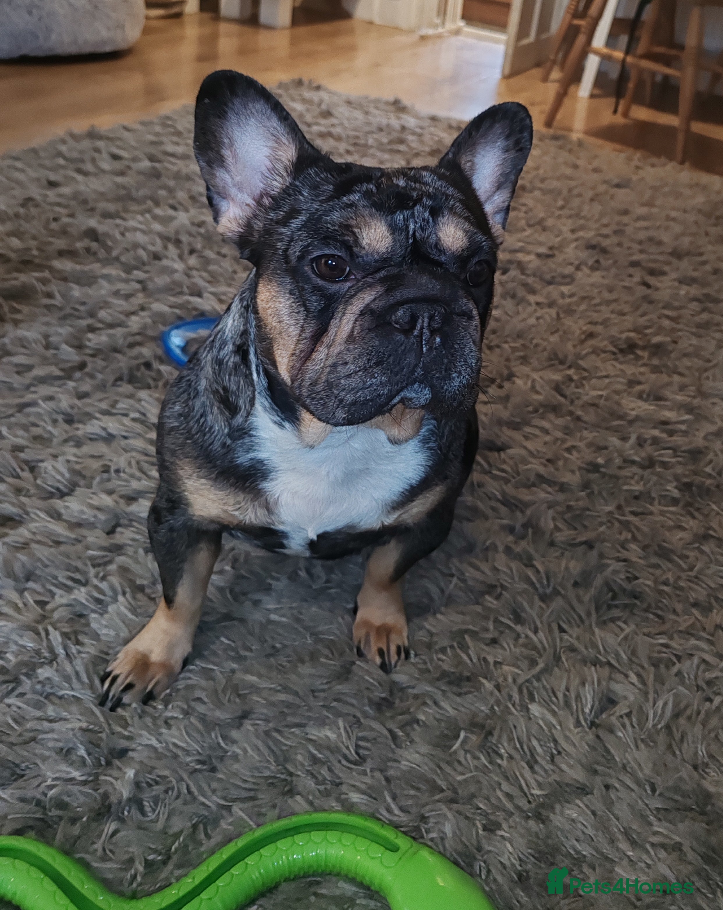 French Bulldog dogs Loving Home Needed – 2 Year Old French Bulldog in Rochester - Advert 1