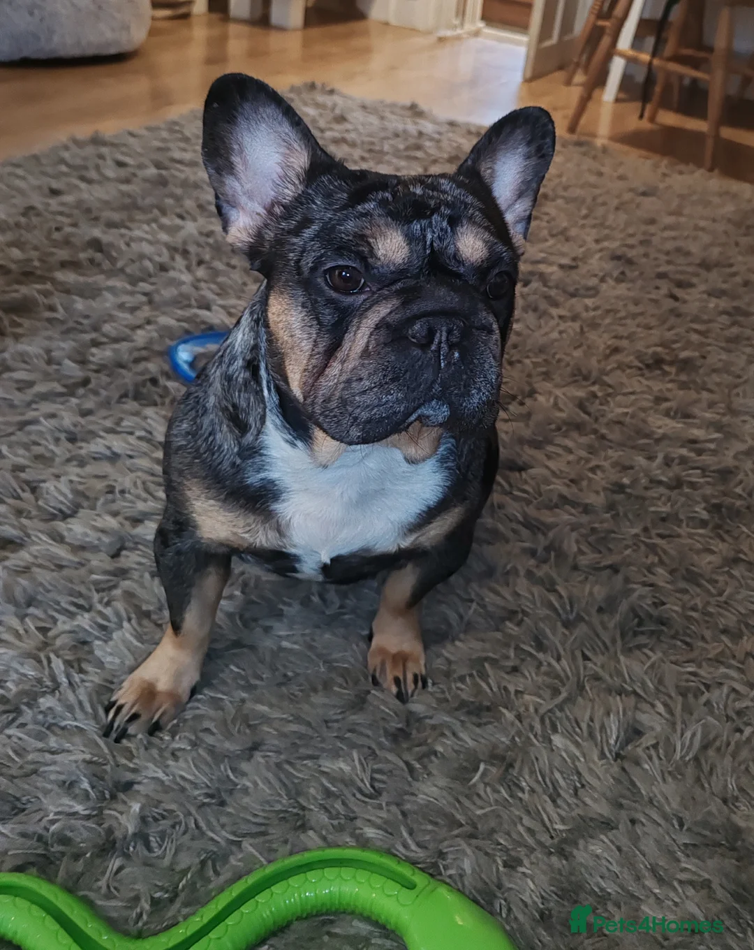 French Bulldog dogs for sale: Loving Home Needed – 2 Year Old French Bulldog in Rochester - Advert 1