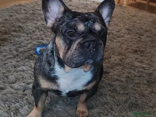 French Bulldog dogs Loving Home Needed – 2 Year Old French Bulldog in Rochester - Advert 3