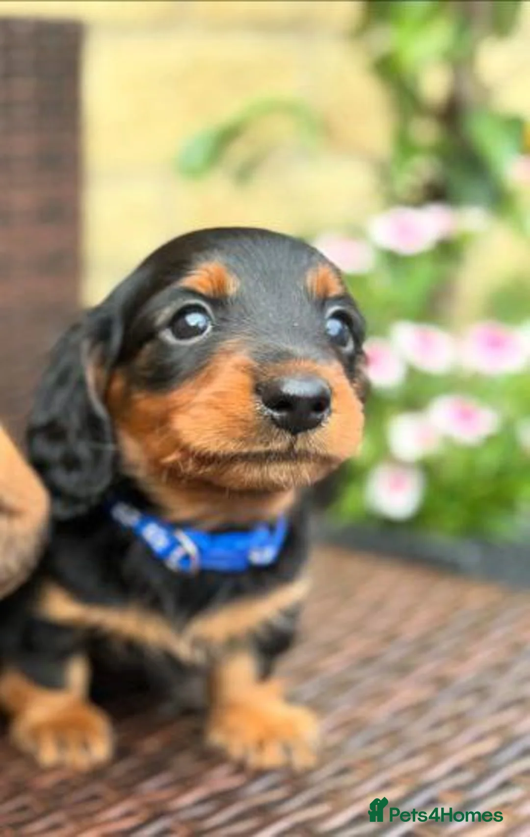 Miniature Dachshund dogs for sale: Beautiful Miniature Dachshund Puppies - Advert 5