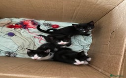 British Shorthair cats for sale: Kittens for sale !! Loving and playful  - Image 7