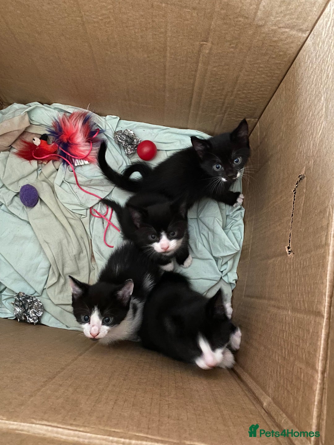 British Shorthair cats for sale: Kittens for sale !! Loving and playful  - Image 7