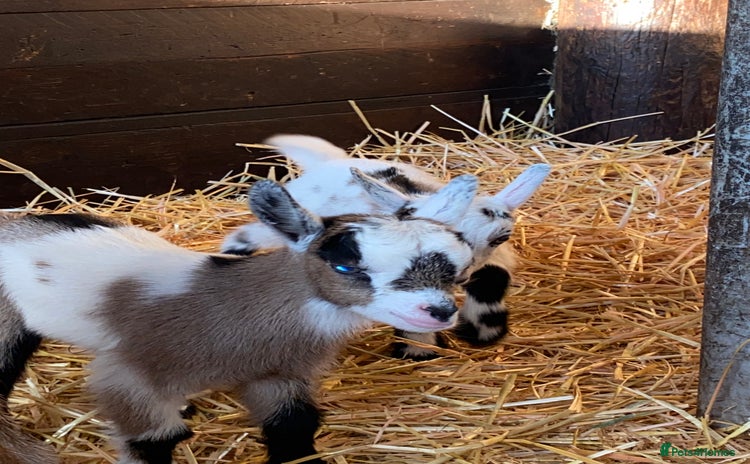 Goats livestock - Advert 7