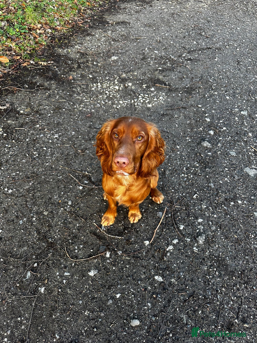 Cocker Spaniel dogs for stud: STUD - Working Cocker Spaniel - Image 10