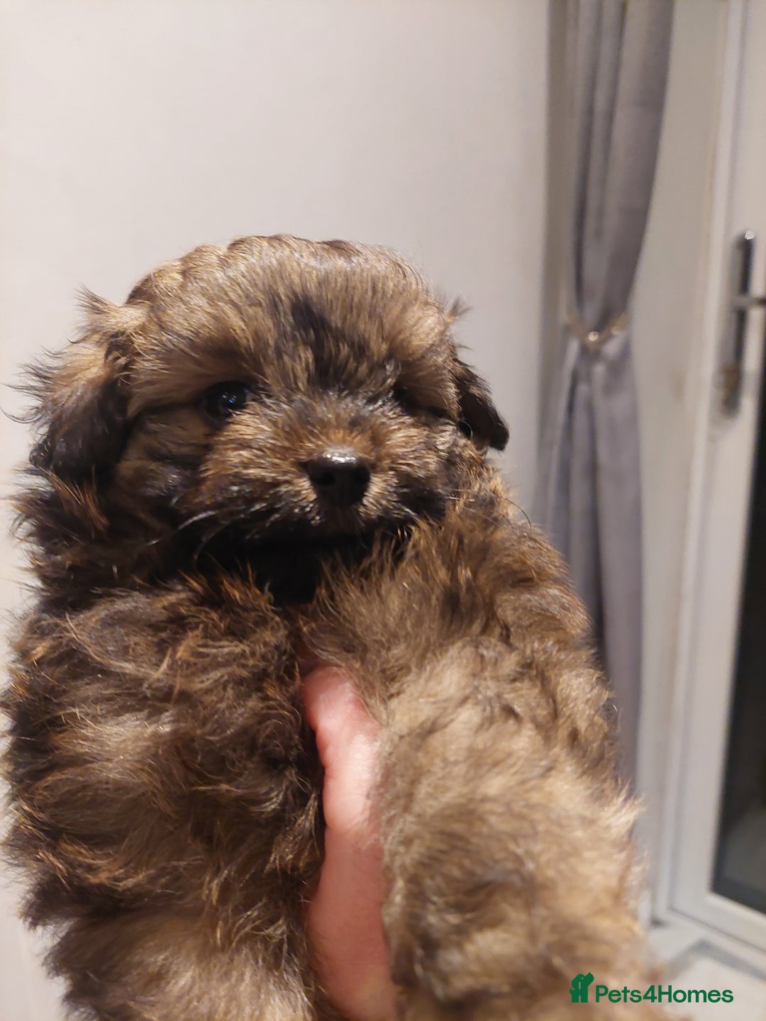 Pomapoo dogs for sale: Pomapoo male - Advert 6