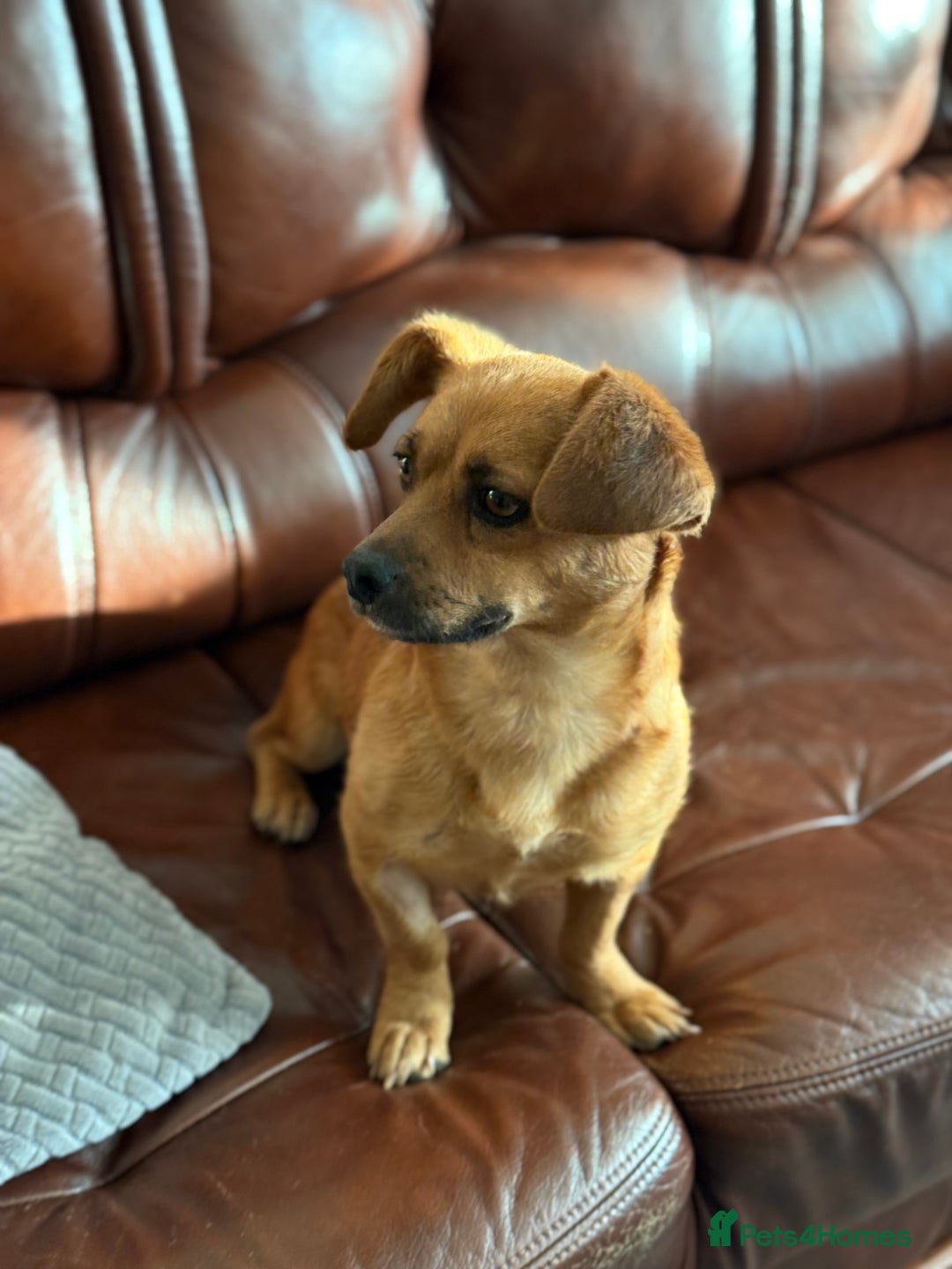 Mixed Breed dogs for adoption: Lovely Luna looking for LOVE - Image 6