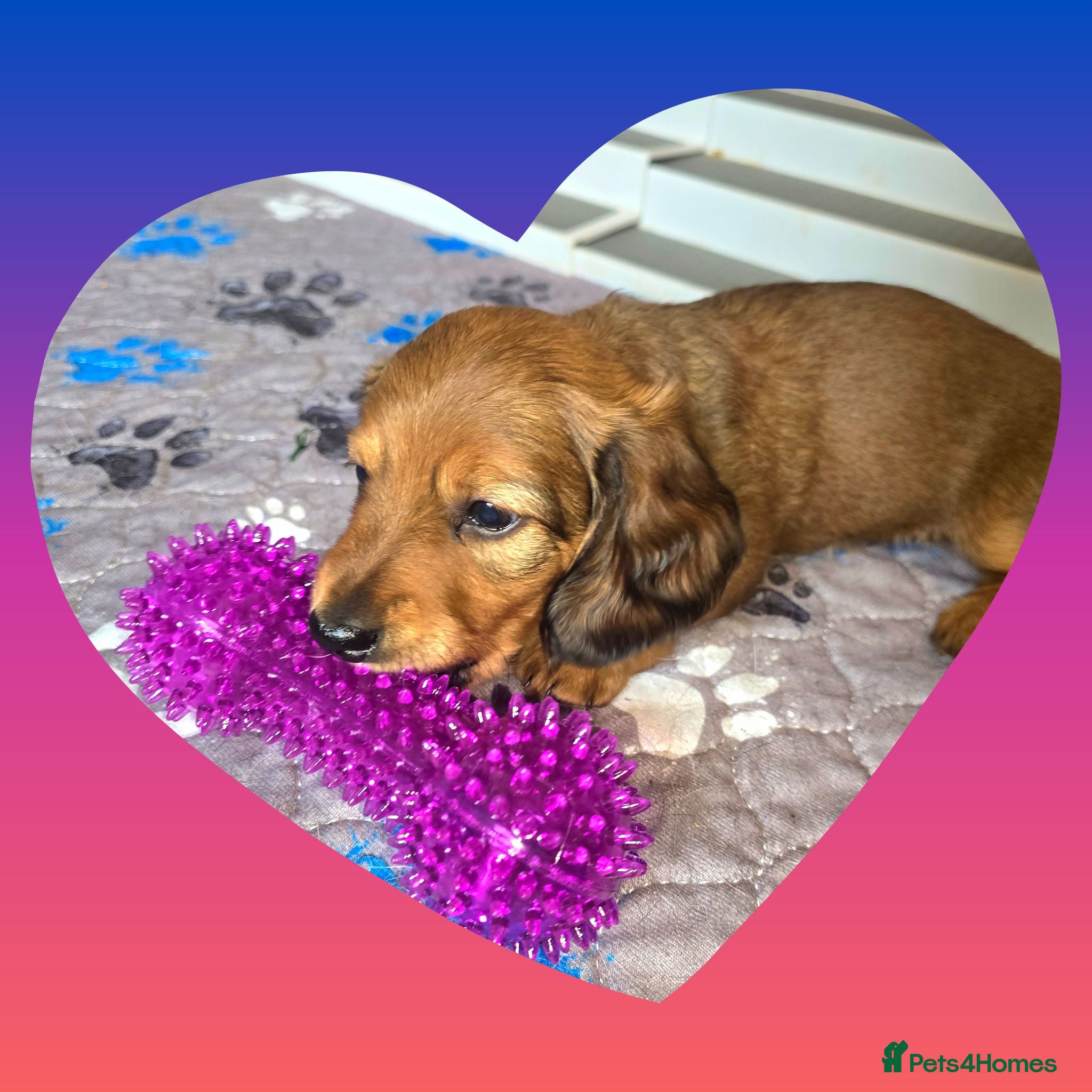 Miniature Dachshund dogs ✨️Last Girl Left✨️Longhaired Miniature Dachshunds  - Advert 18