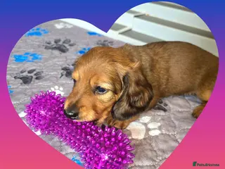 Miniature Dachshund dogs ✨️Last Girl Left✨️Longhaired Miniature Dachshunds - Advert 4