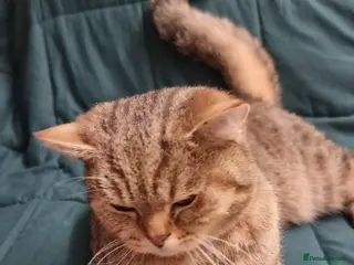 British Shorthair cats Golden Ticked Tabby Active GCCF British Shorthair - Advert 12