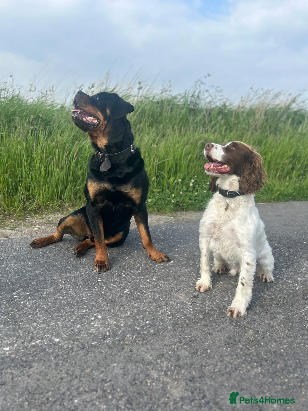 Rottweiler dogs for stud: Serbian Import - OTTO for stud  in Doncaster - Advert 13