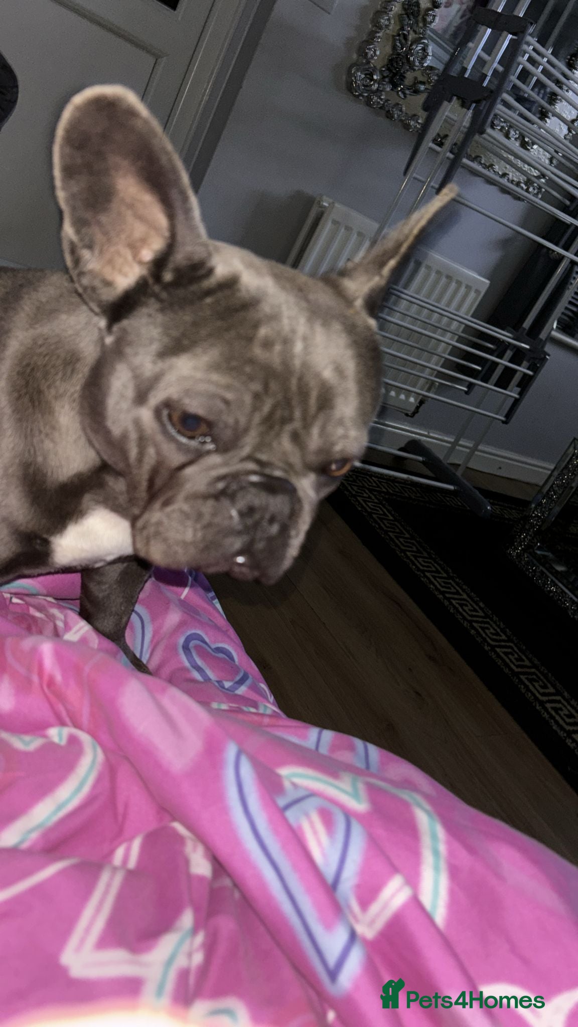 French Bulldog dogs French bulldog blue - Advert 1