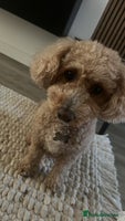 Mixed Breed dogs - Advert 16