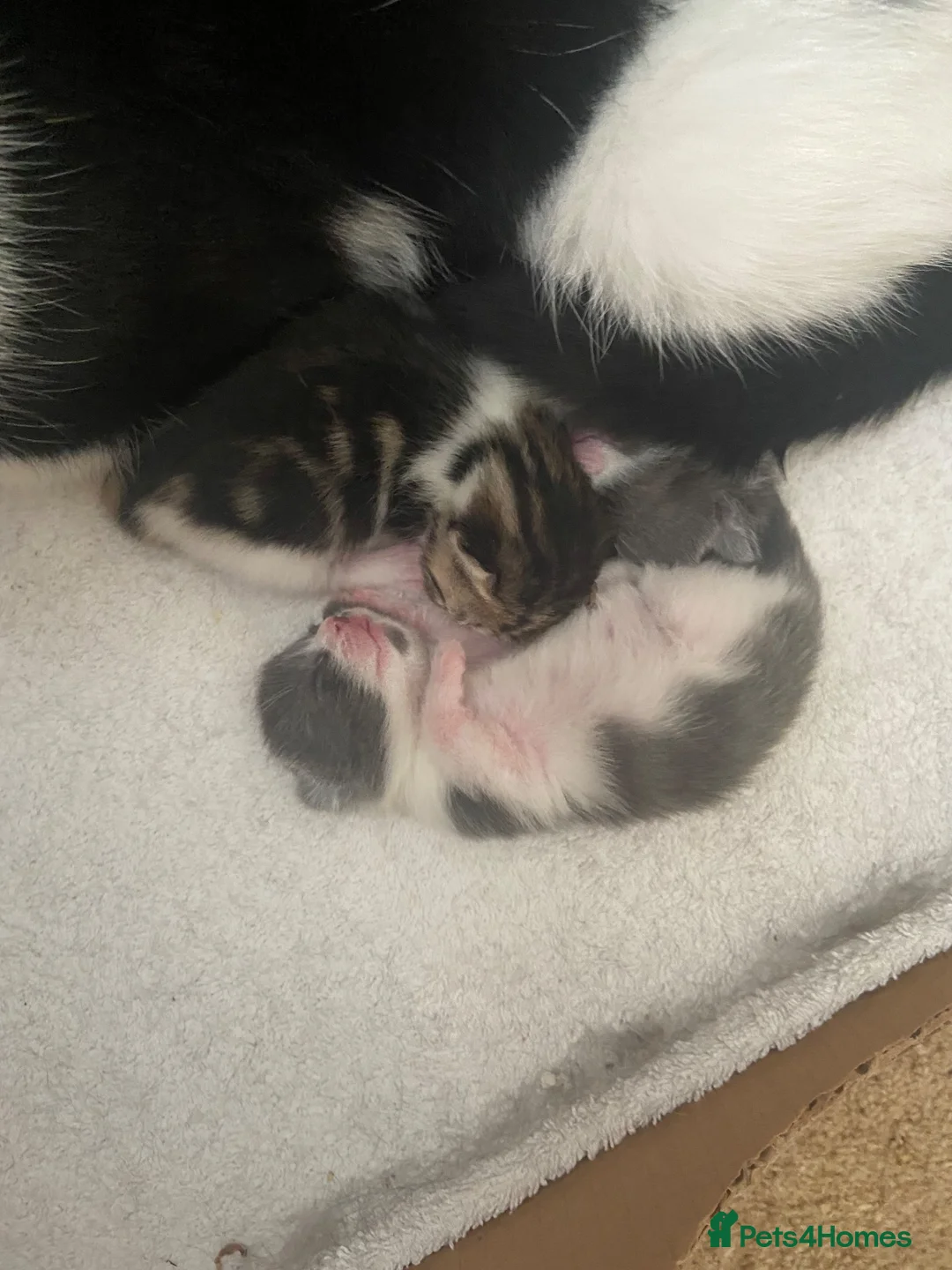 Mixed Breed cats for sale: Two lovely little girls  - Advert 11