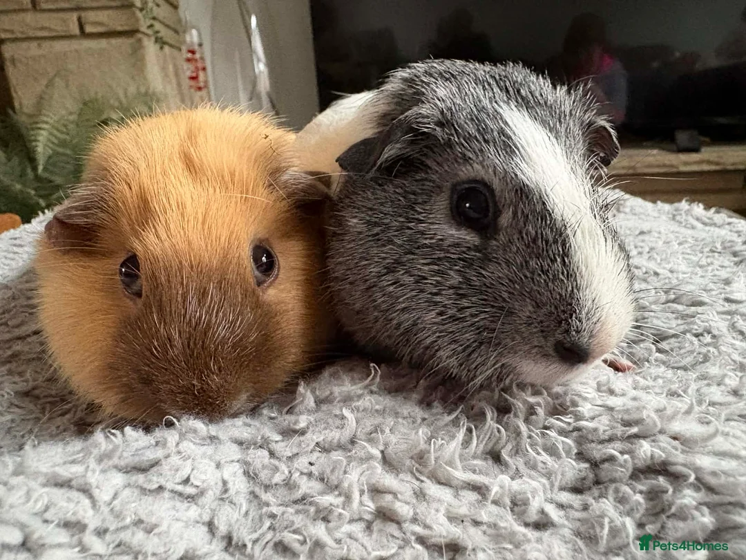 Guinea Pig rodents for sale: Pair of boars - Advert 9