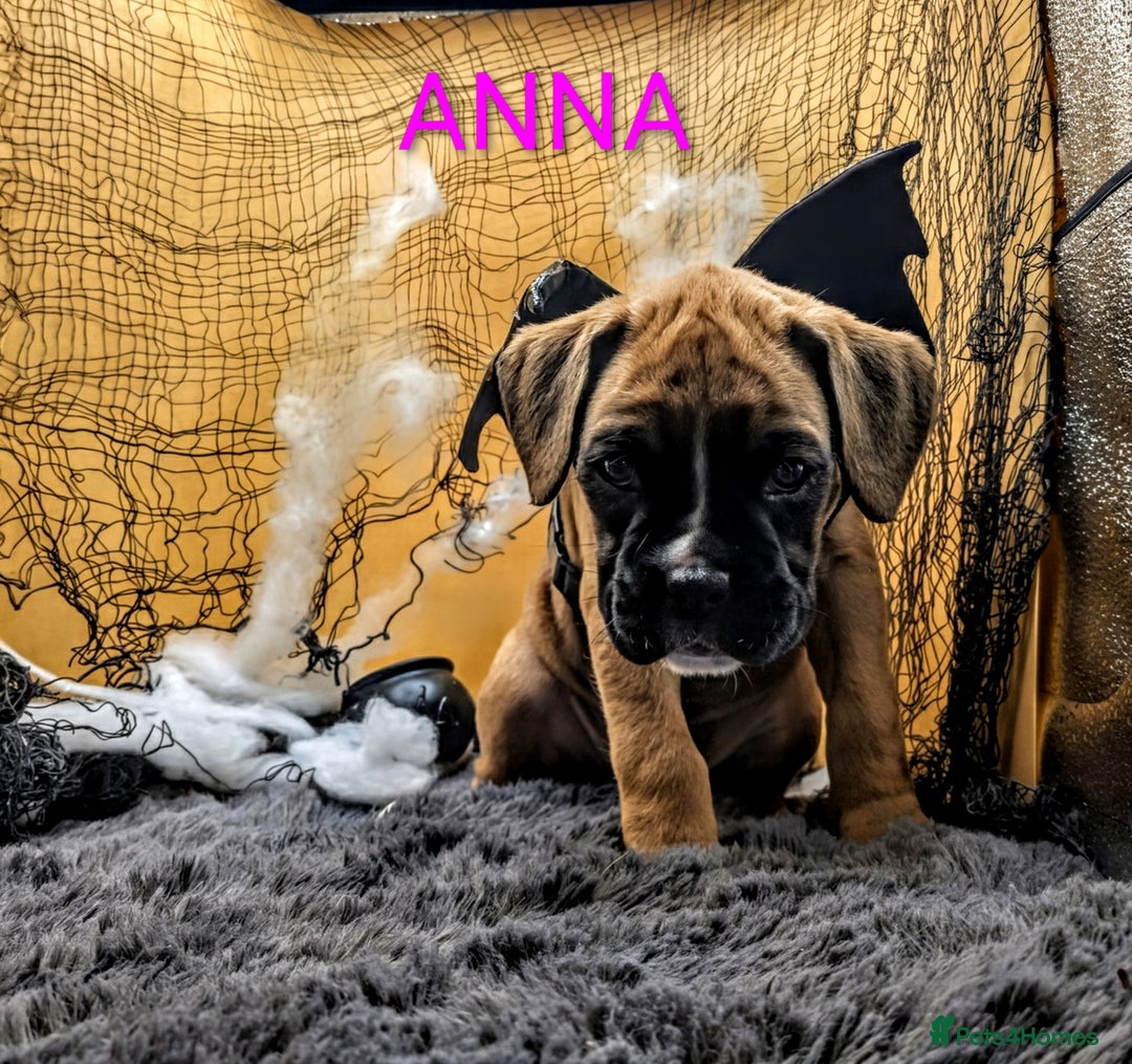 Boxer dogs for sale: 6 Beautiful boxer puppies for sale  - Image 7