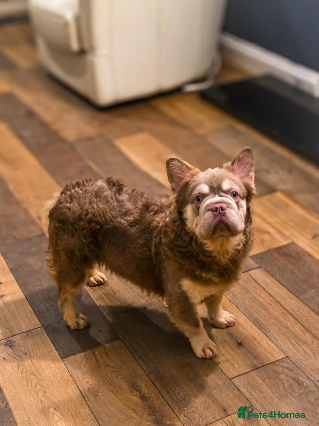 French Bulldog dogs for stud: Newshade Isabella fluffy  **  in Chesterfield - Advert 3