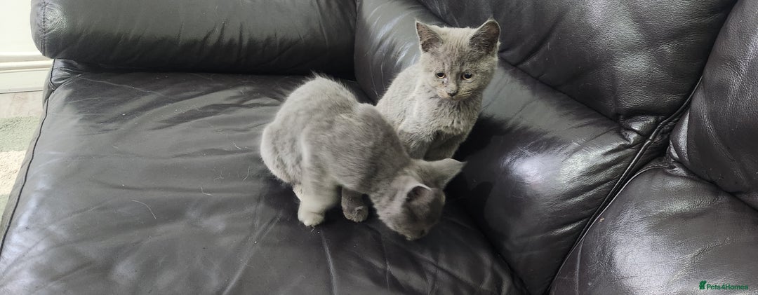 Russian Blue cats for sale: Pure Russian Blue kittens  - Image 4