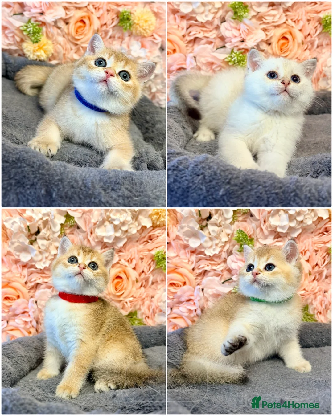 British Shorthair cats for sale: Adorable kittens looking for a loving family. - Advert 1