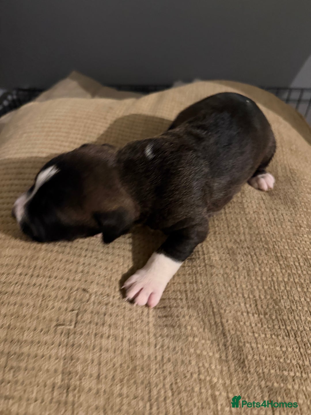 Mixed Breed dogs for sale: Puppies  - Advert 11