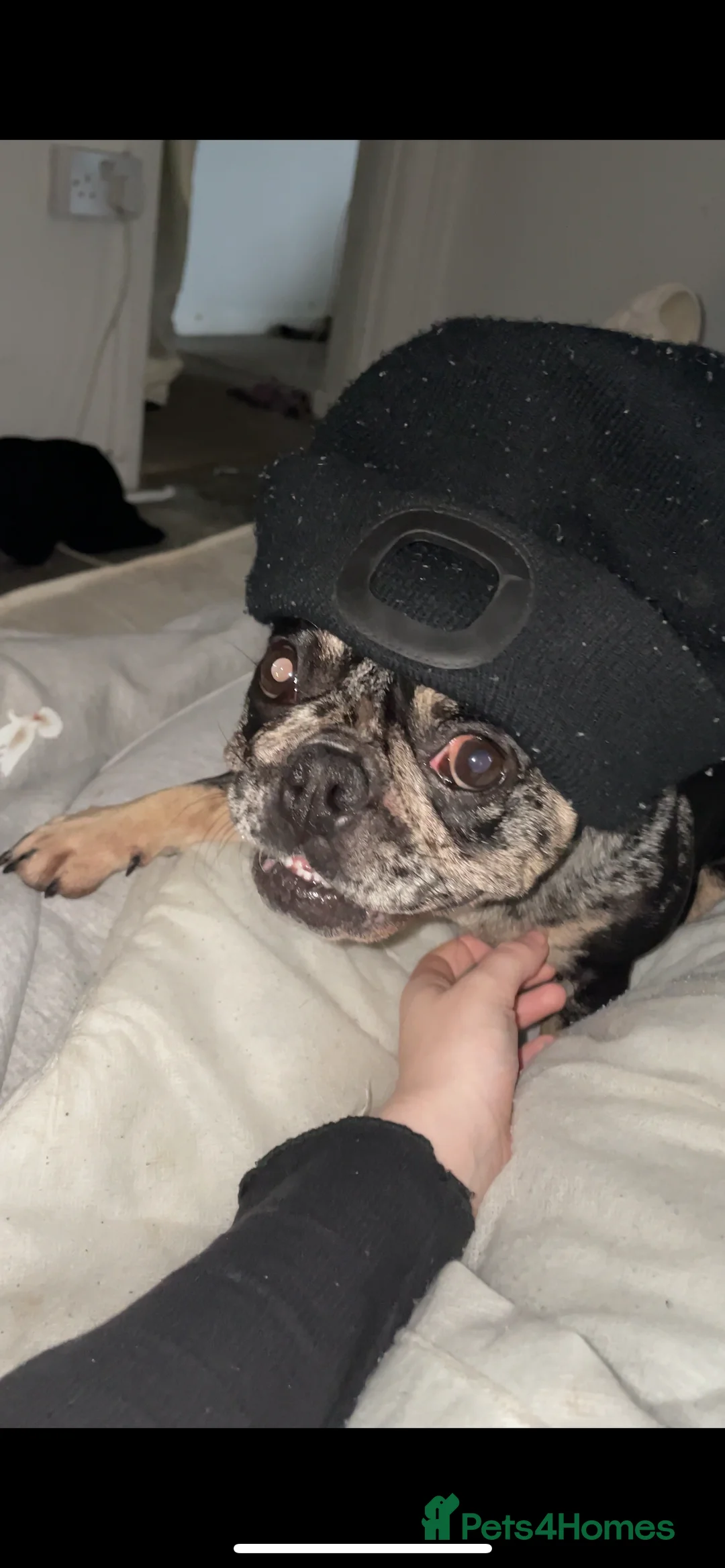 French Bulldog dogs for sale: Coco  - Advert 6