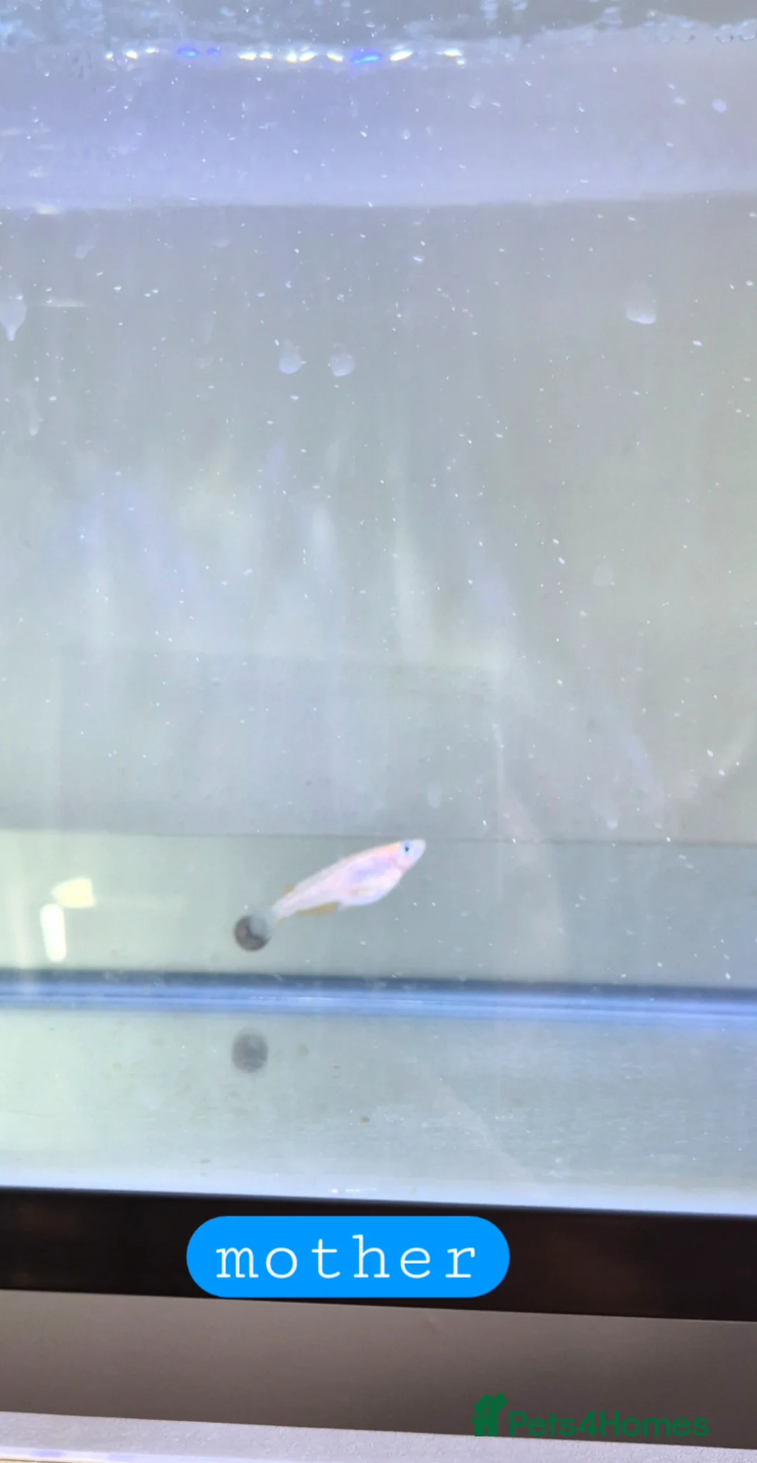 Ricefish fish for sale: Japanese Rice Fish Babies - Ready in 2 weeks in Peterborough - Advert 2