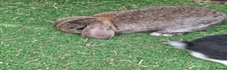 Mini Lop rabbits for sale: Mini lops in Grimsby - Advert 5