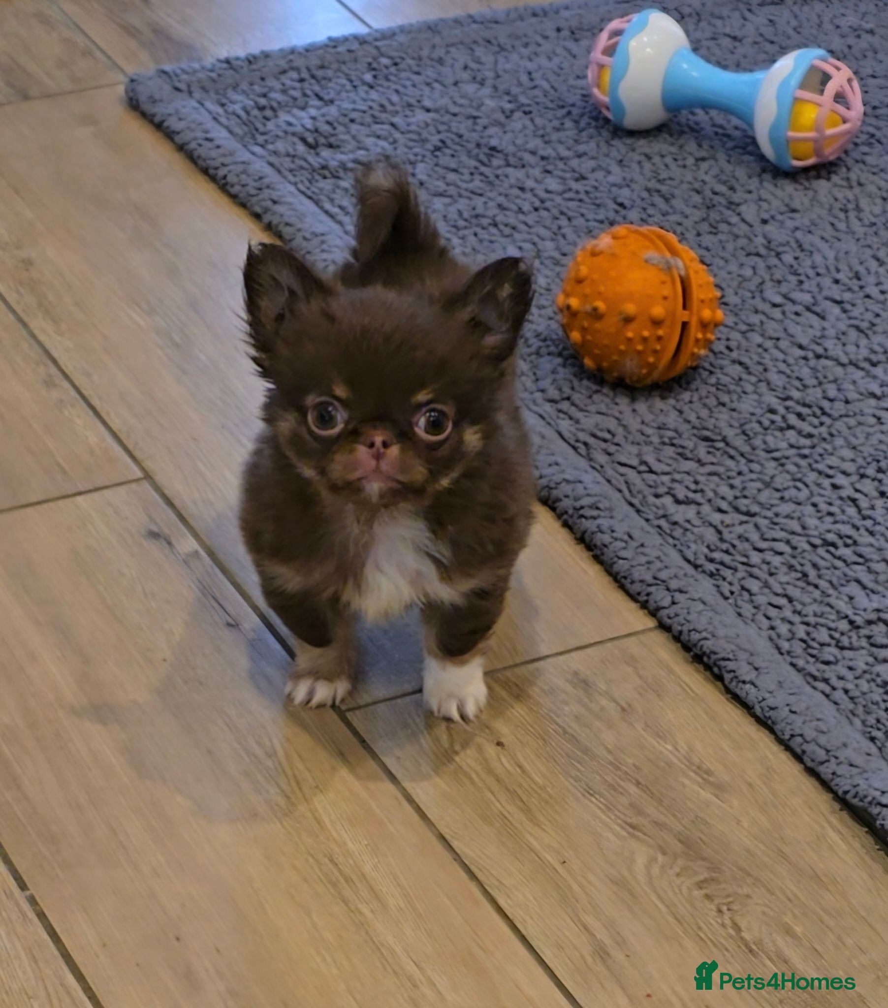 Chihuahua dogs Xx quality chocolate longcoat chihuahua boy Xx - Advert 1