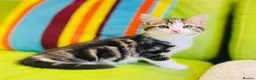 Mixed Breed cats for sale: Kittens for sale ,mixed breed, wonderful behaviour - Advert 25